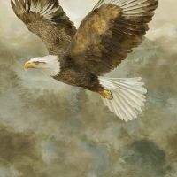 ttPANELCQ-CD4550 MULTI